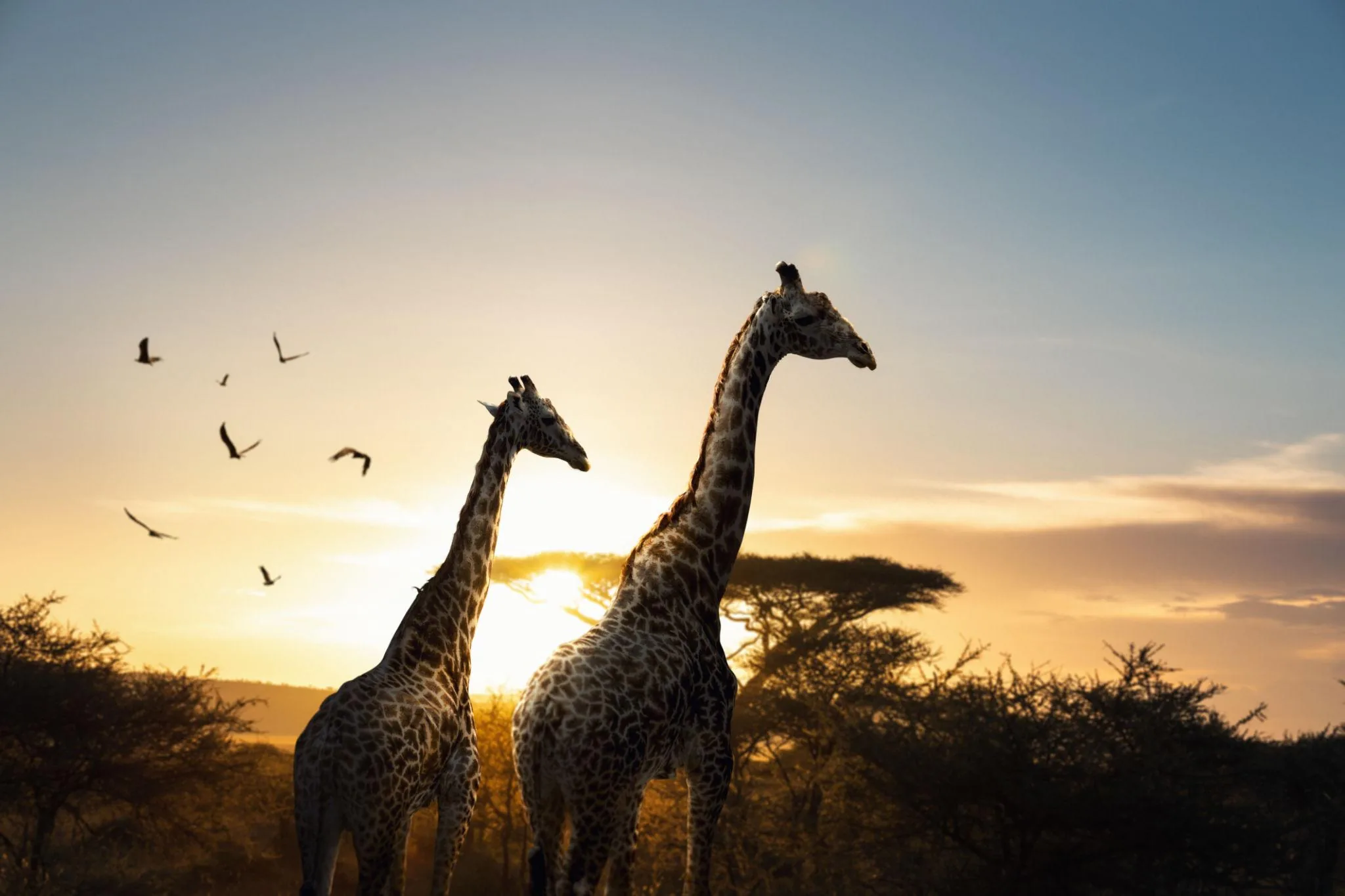 Safari trips