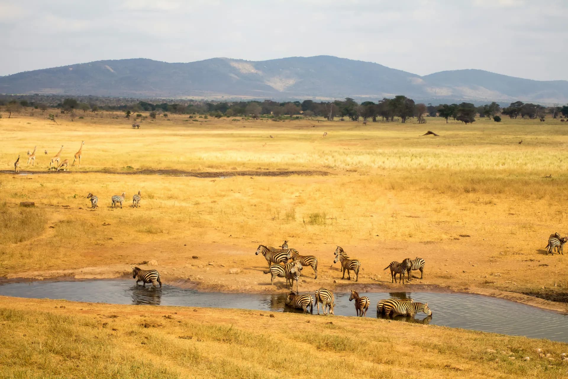 Ruaha Wilderness Adventure