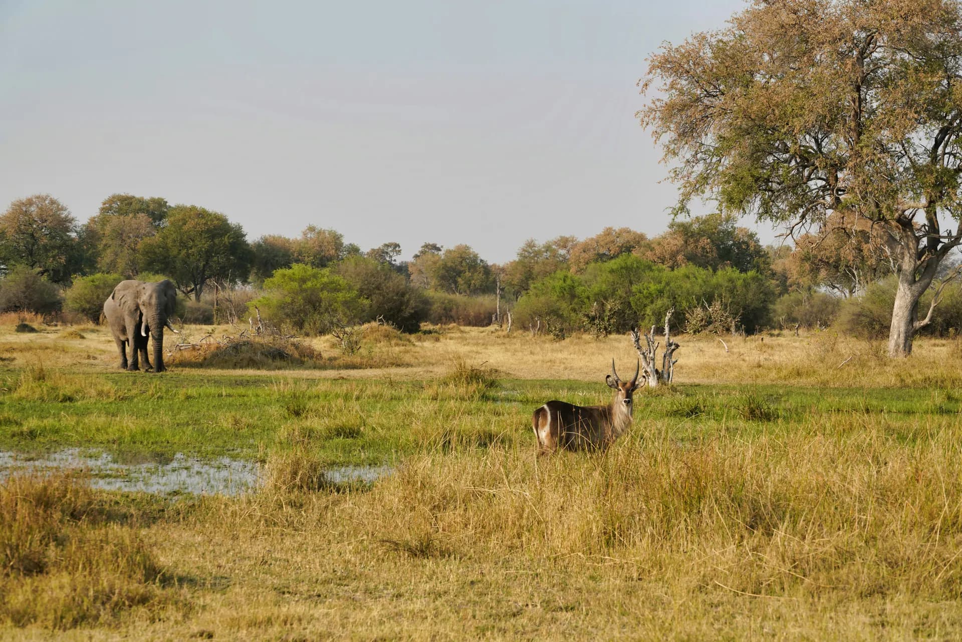 Selous Game Reserve Escape