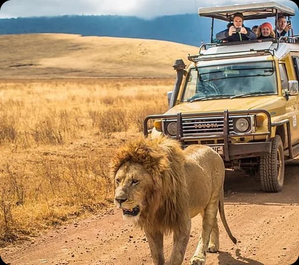Lion walking past a safari vehicle in the Tanzanian savannah